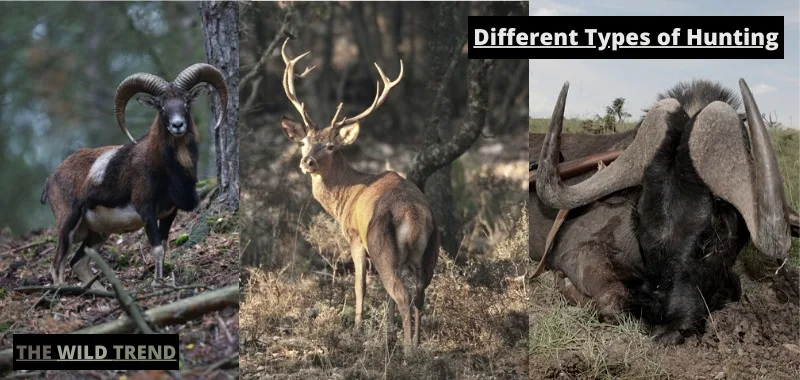 Types of Hunting Explained