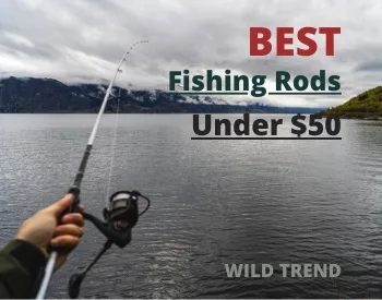 Fishing Rod under 50 ( Reviews)