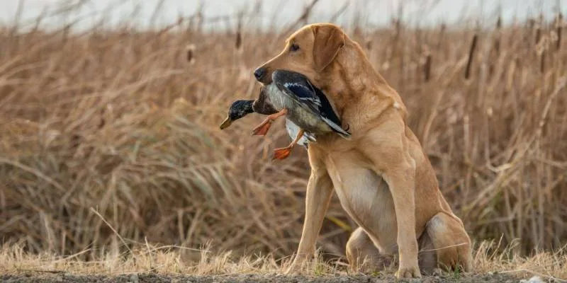 Prepare Your Dog for Hunting Season