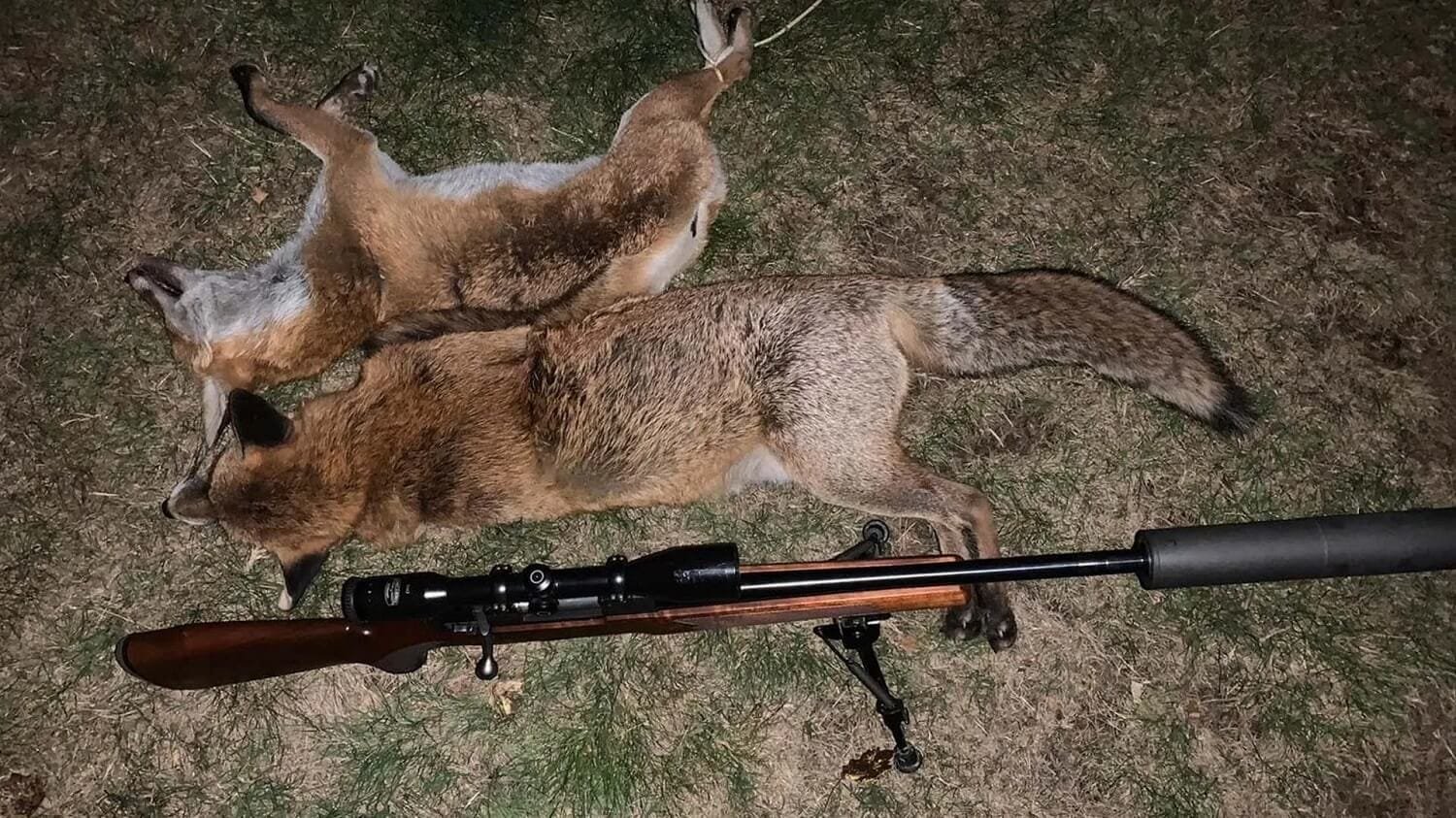 Successful Fox Hunting Tips