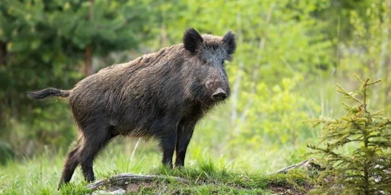 How to Hunt a Boar