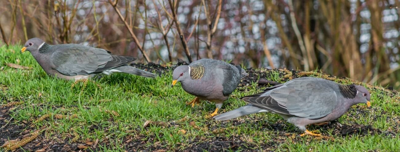 Master Pigeon Hunting with These 5 Field-Tested Tactics