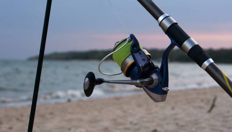 Best Surf Fishing Reels In 2024 Wild Trend