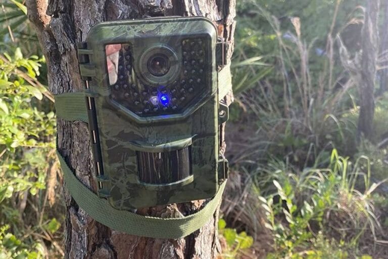 Best Trail Cameras With Night Vision (2023) Wild Trend