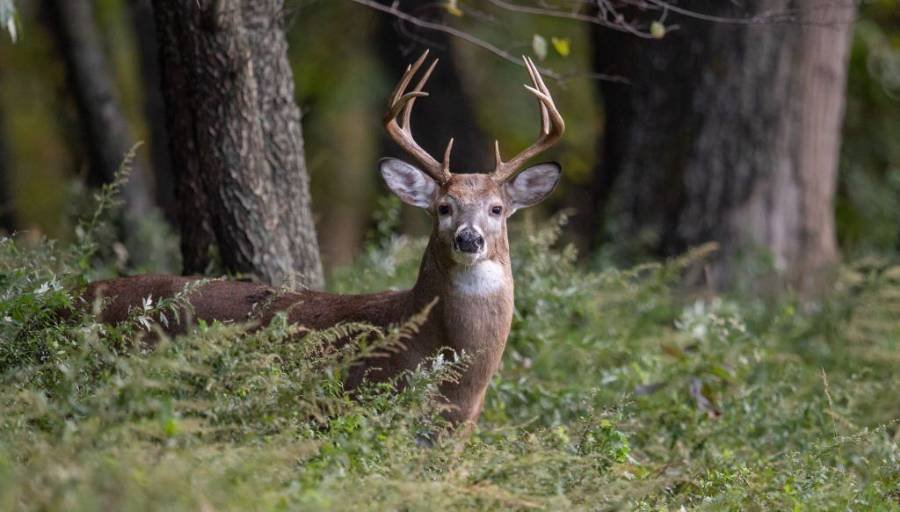 Best time for Deer Hunting