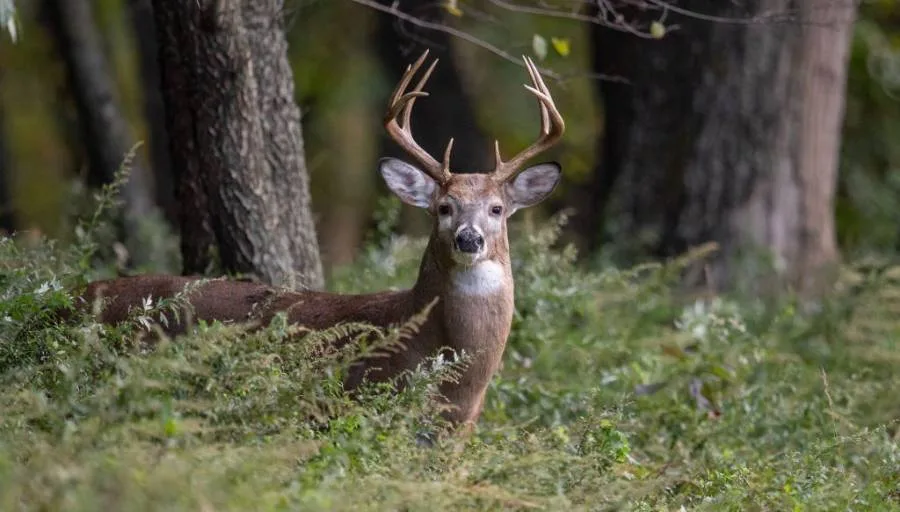 Best Weather for Deer Hunting - Expert Guide