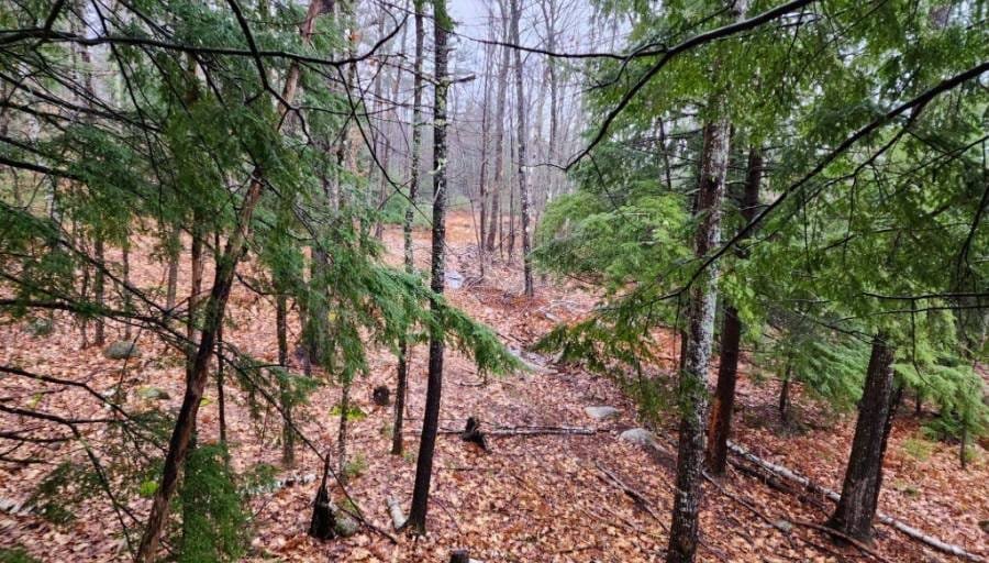 Deer Hunting Weather Forecast at Grady Naylor blog Best weather for hunting deer