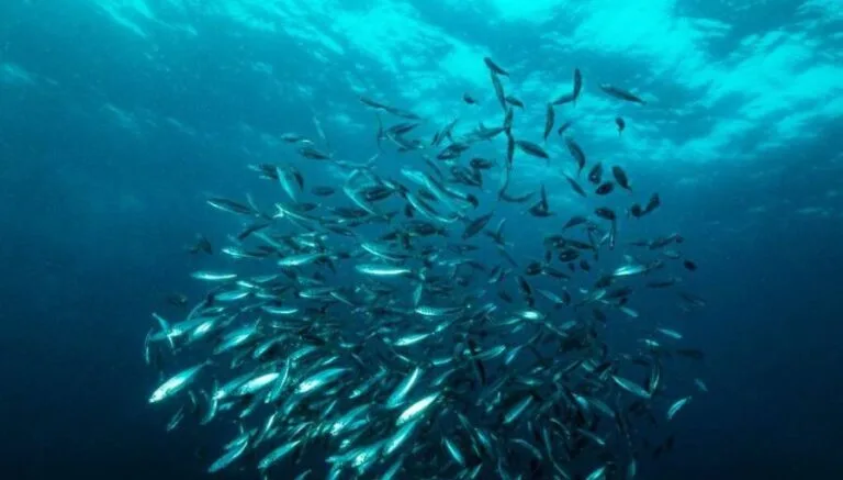 Can Fish See In The Dark - In-depth Analysis