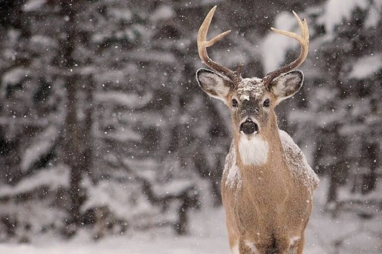 Do Deer Move In The Snow? How to Hunt Whitetail in 8 Kinds of Snow