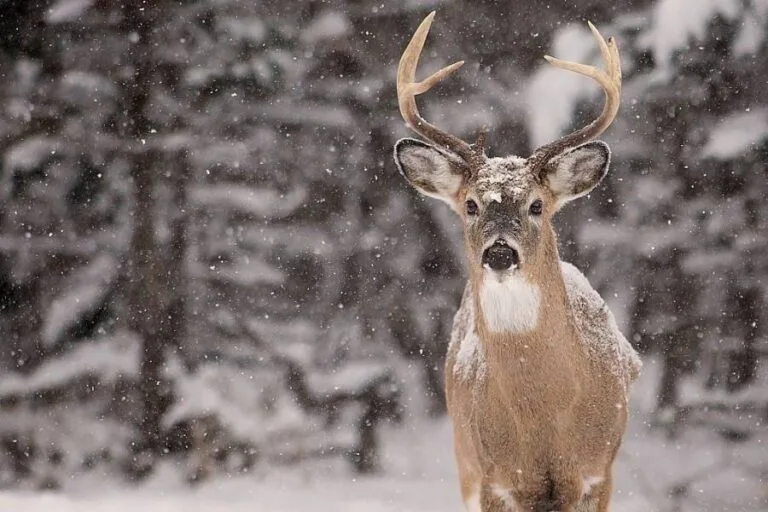 How to Hunt Whitetail in 8 Kinds of Snow