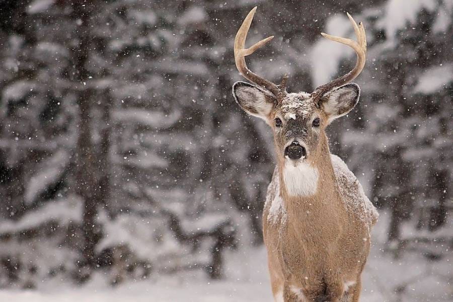 Do Deer Move In The Snow? How to Hunt Whitetail in 8 Kinds of Snow