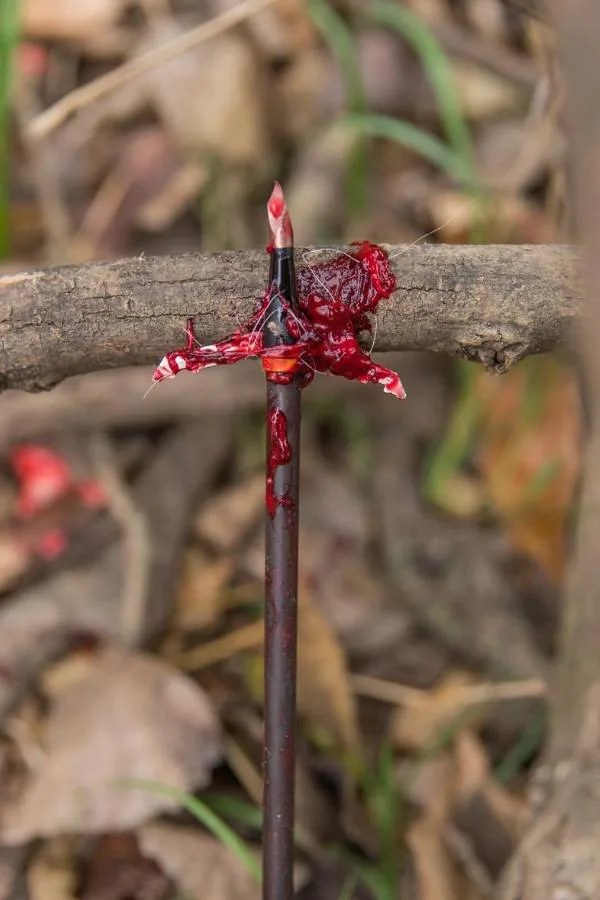 Best Mechanical Broadheads for Deer hunting