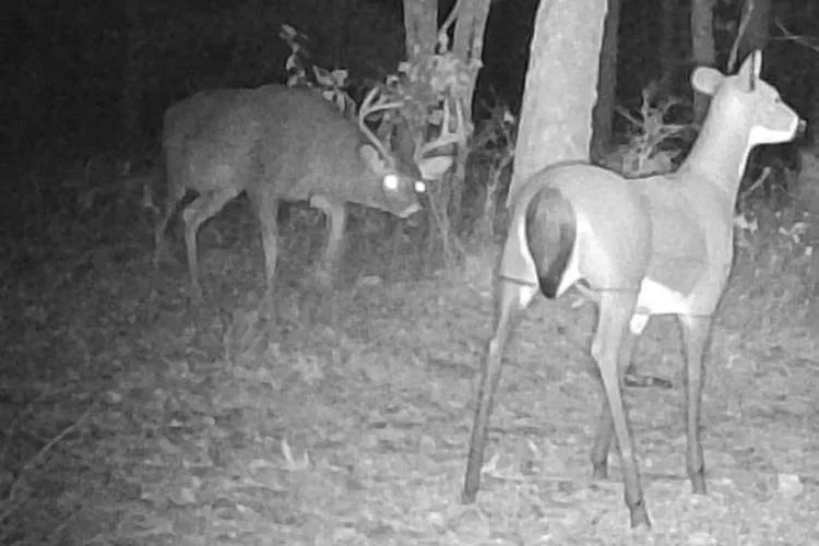 Best Deer Decoys