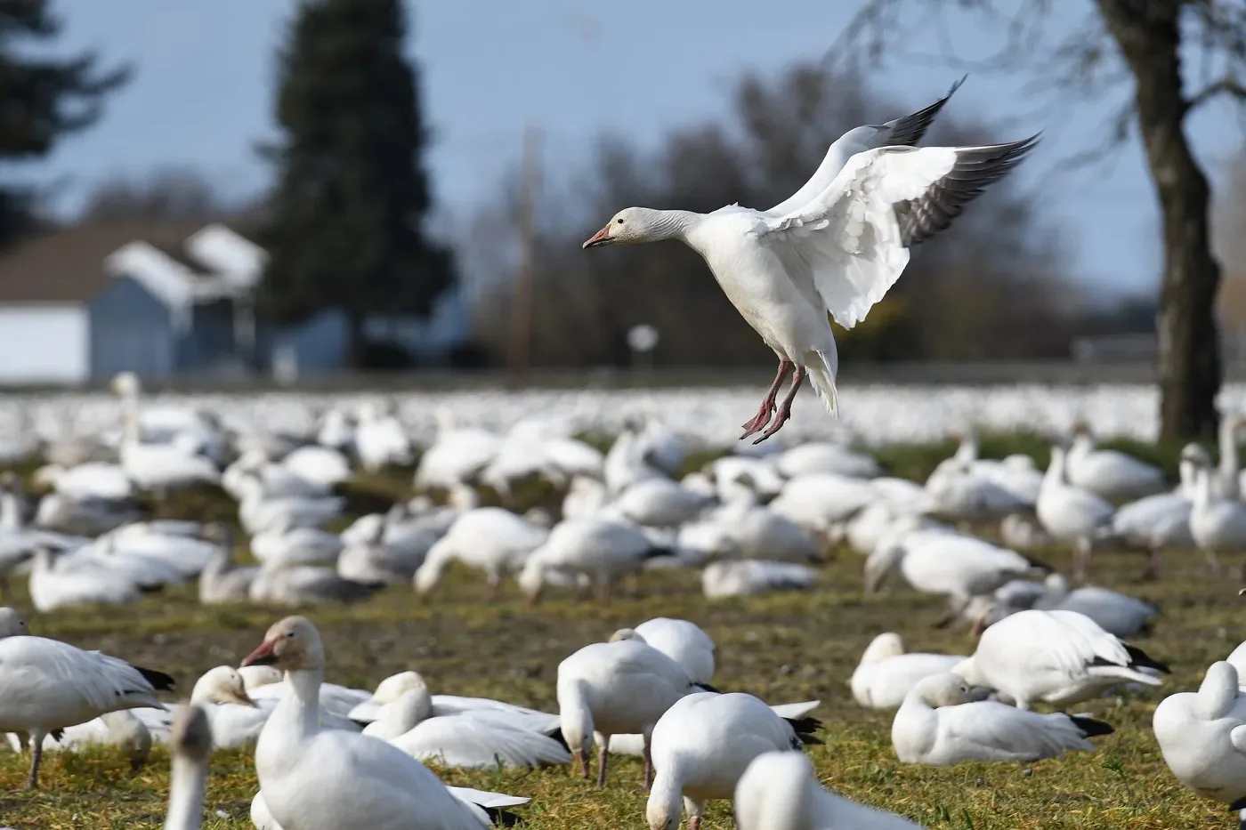 How to Be a Casual Snow Goose Hunter