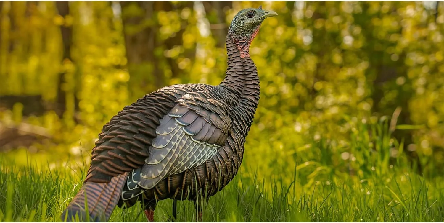 The Best Turkey Decoys That Will Guarantee Hun