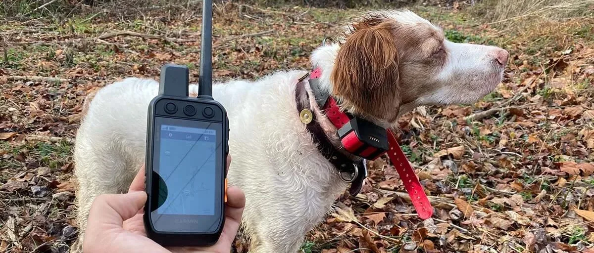 Best GPS Dog Collars for Hunting Review