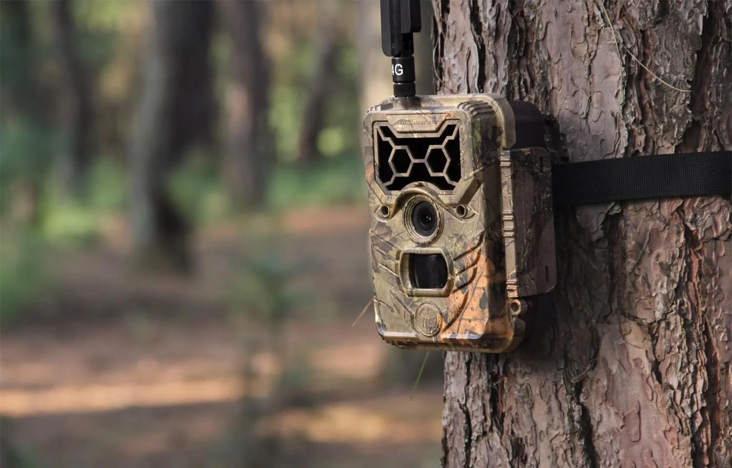 Trail Camera Placements for Big Buck