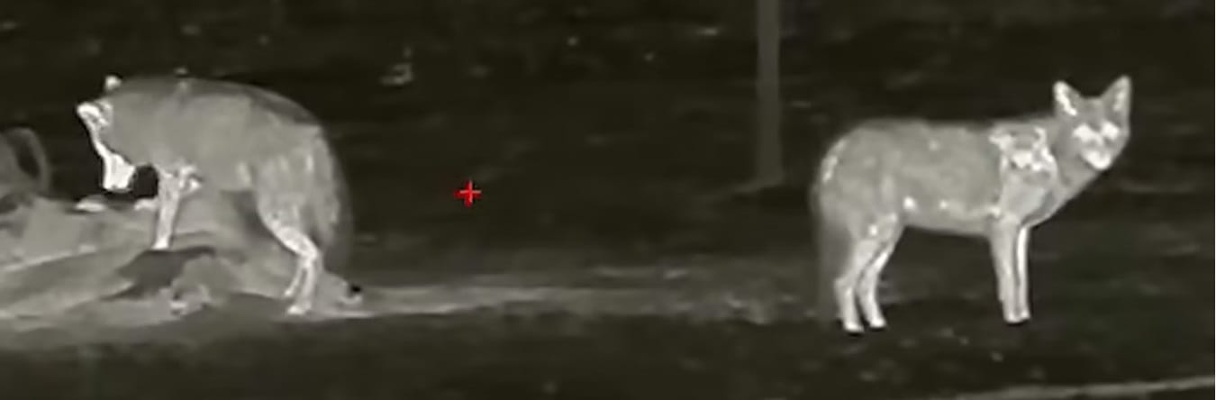 Night Vision Scopes for Coyote Hunting Reviews