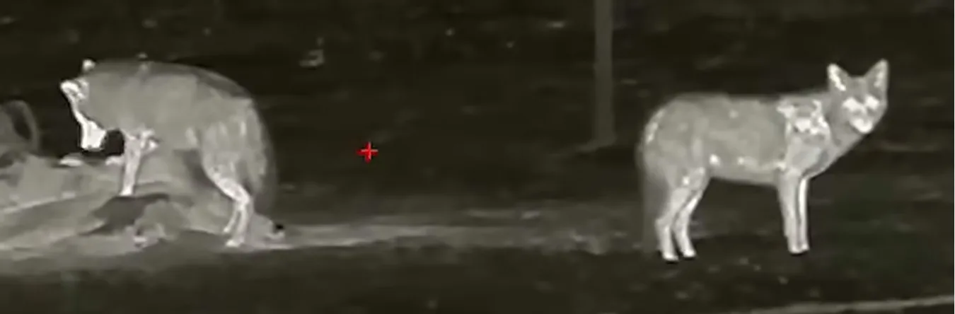 Night Vision Scopes for Coyote Hunting Reviews