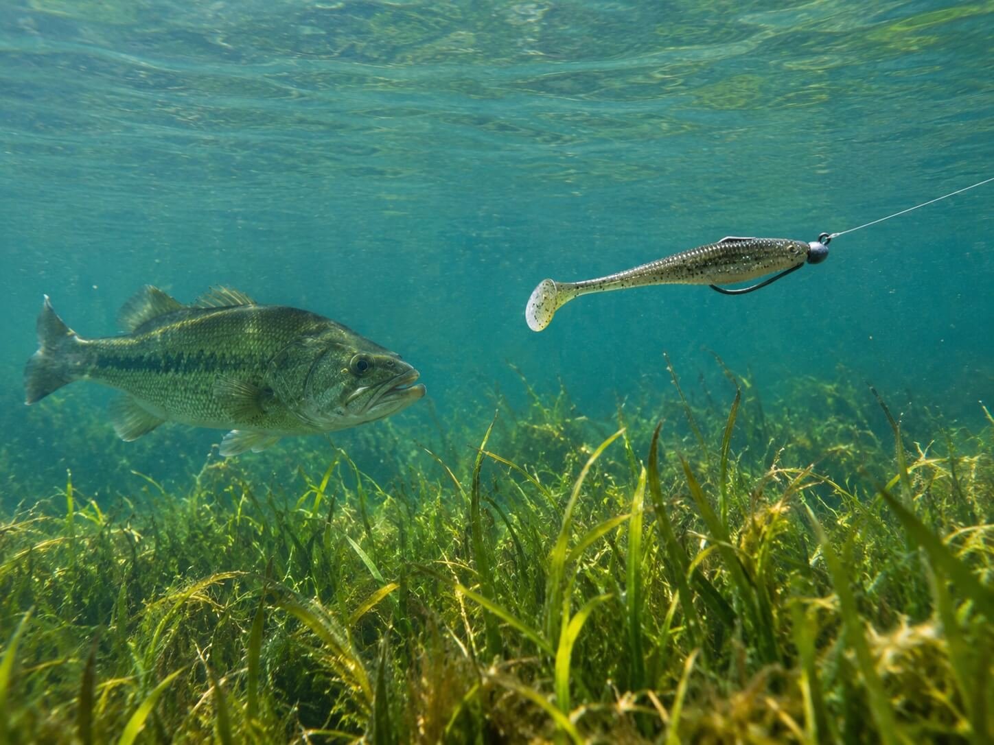 Paddle-tail swimbait swimming above submerged weed tops where bass hunt