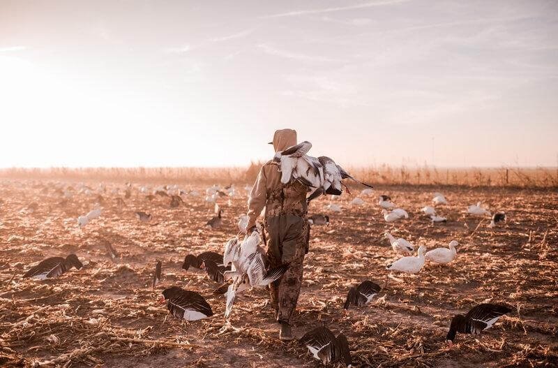 Snow goose hunter carrying harvested geese across a field